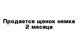 Продается щенок немка 2 месяца